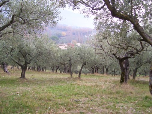 Paysage entre Assise et St Damien